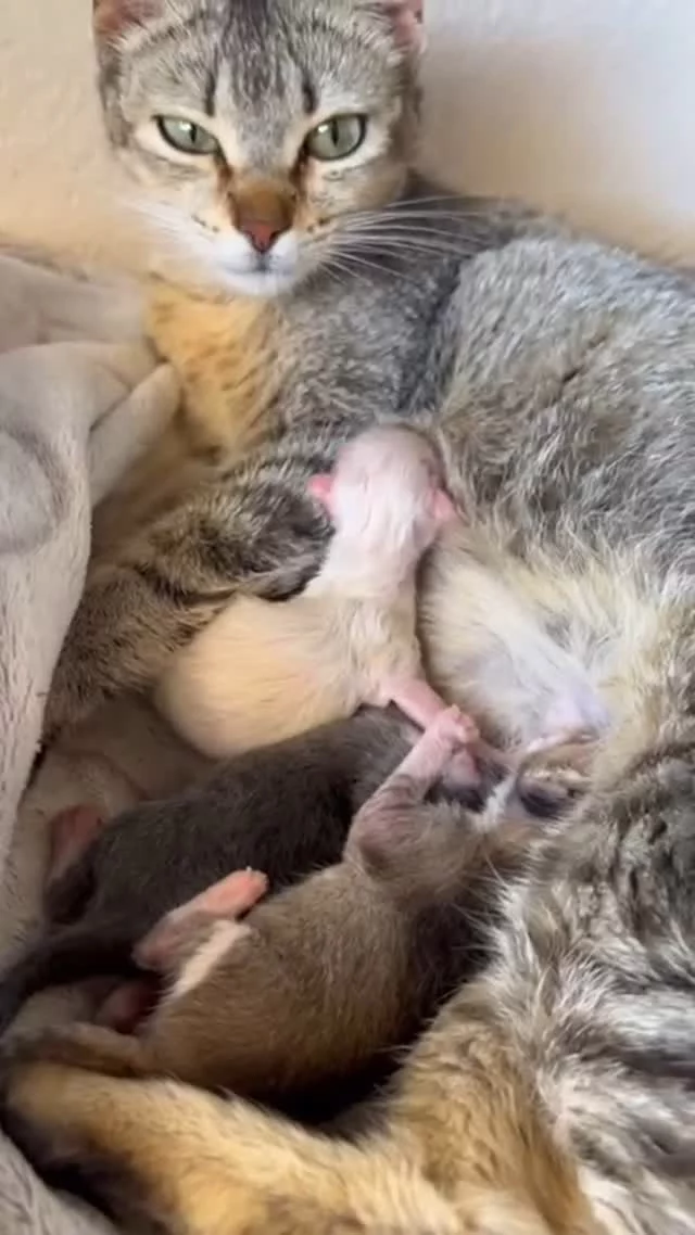 OTRA EMERGENCIA.

NECESITAMOS Acogida más que urgente para esta mamá y sus pequeños.
Nos dieron aviso hace semanas del abandono de esta pequeña en una urbanización.
Después de varios intentos de hacer una rutina desaparecio un día.
Pensamos que sería de alguna casa y que habría sido recogida.

Pero hoy nos dan el aviso de que ha parido en una terraza de una de las casas ahora vacía.
Le han puesto comida y agua pero necesitamos una casa para poder sacarla a ella y sus pequeños y ponerla a salvo.
Es una gatita cariñosa y aunque la llegaron a tocar no se dejaba coger.

Si puedes darle un espacio para que crié a sus pequeños a salvo y antes de que alguien o algo la asuste y vuelva a desaparecer, nosotros con vuestra ayuda nos haríamos cargo.

Lo ideal sería en los alrededores de Benidorm por el tema veterinario.
Pero ahora mismo lo único que necesita es un lugar seguro.🧡