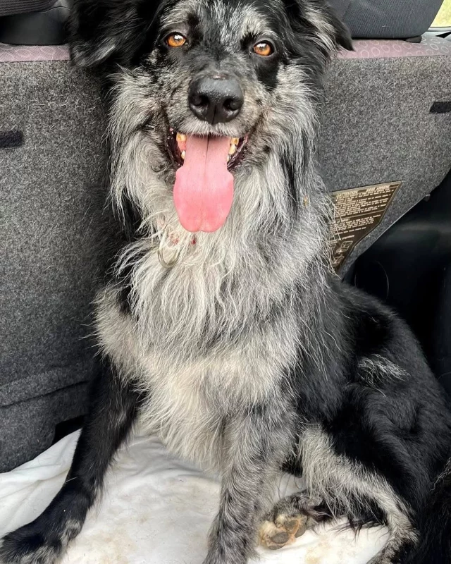 NECESITAMOS ACOGIDA O ADOPCIÓN URGENTE PARA AKER.🧡

Está belleza es un pastor Vasco con Collie de seis años y medio.
Llegó a nosotros de una cesión de un particular.
El aprende muy rápido y  como buen pastor y perro de trabajo necesita alguien que le dé confianza y entienda a esta raza.
No tiene problemas con otros perros siempre que sea presentado con calma y que sean animales equilibrados.
Se lleva bien con gatos.

Si puedes ayudar a Aker a seguir avanzando o te enamoro y quieres que forme parte de tu vida contacta con nosotros y ven a conocerlo.

WE NEED A FOSTER HOME OR ADOPTION URGENTLY FOR AKER

This beauty is a Basque Shepherd Dog with Collie, he’s six years old. 
He came to us due to a surrender. 
He’s a fast learner, and like any shepherd dog, he’s a working breed who needs someone that gives him trust and knows about the breed. 
He doesn’t have any issues with other dogs as long as they are introduced calmly and are well balanced animals.
He’s gets along with cats. 

If you can help Aker move forward or you’ve fallen for him and you want him to form a part of your life, please contact us and come to meet him.