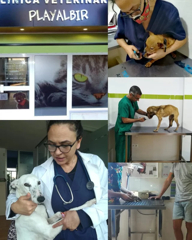 DIA MUNDIAL DE LOS VETERINARIOS 

Hoy queremos hacer un reconocimiento a estos profesionales que nos permiten hacer el trabajo que hacemos.
Que nos escuchan y acompañan en nuestras luces y sombras.
Que junto a nosotros se ocupan no solo del cuidado físico de nuestros rescatados si no de sanar con su empatía y cariño sus mentes.
En un año difícil y convulso con todas las dificultades que les ponen y nos ponen para poder hacer su trabajo y ayudar sobre todo a las asociaciones y particulares que se desviven por llegar donde no quieren llegar las instituciones......darles nuestro apoyo y nuestro brazo para seguir luchando por un verdadero BIENESTAR ANIMAL