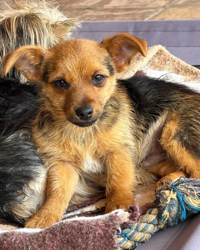 BIMBO EN ADOPCIÓN !! Nació el 24/12/24 , es macho , de tamaño pequeño , es muy juguetón , cariñoso y obediente . Si quieres que forme  parte de tu familia ponte en contacto 🧡