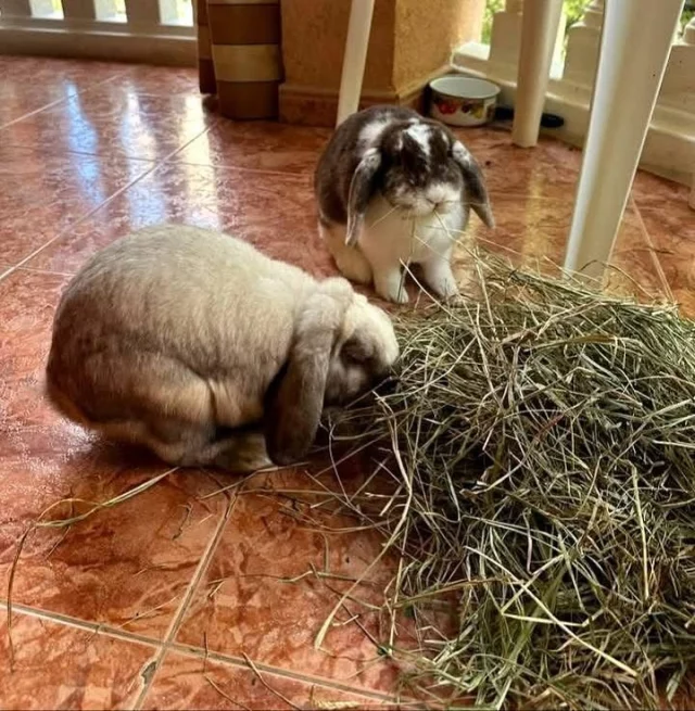 ENCONTRADOS EN FINESTRAT.🧡

Todo apunta a un abandono por qué los dejaron en un descampado al borde de la carretera.
Gracias a quien los rescató y acogió en su casa.
Pero ahora necesitan ADOPCIÓN.

SON animales delicados que necesitan un espacio adecuado y una alimentación apropiada.
Parece que son macho  y hembra y por su puesto se darán con contrato de adopción y con obligación de esterilizar al macho por lo menos.